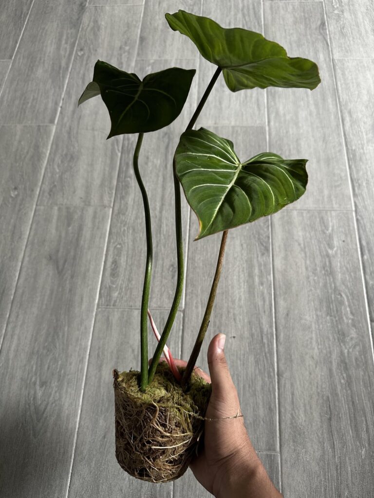 Propagations from moss to aroid mix? Propagations from moss to aroid mix?