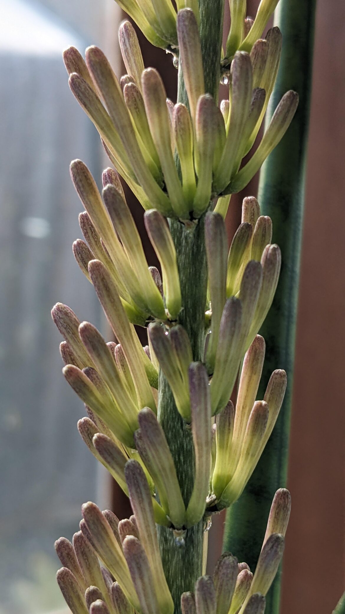 Sansevieria suffruticosa [OG]