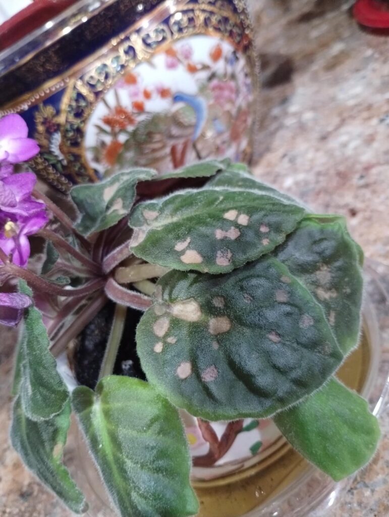 Weird spots on my violets