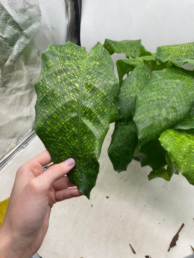 Look at the size of this Musaica🤩