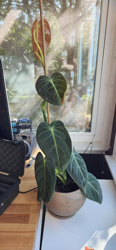 Philodendron Gloriosum Potted Incorrectly, Can it be fixed? Philodendron Gloriosum Potted Incorrectly, Can it be fixed?