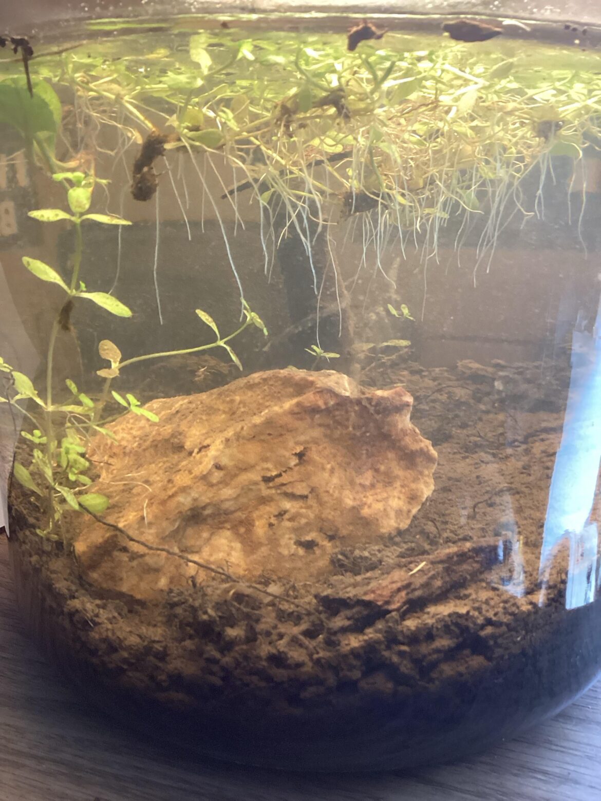 desolate ass ecosphere desolate ass ecosphere