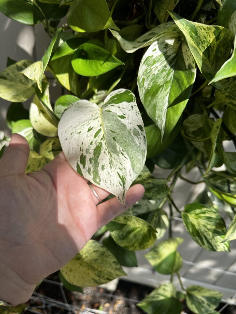 just appreciating my beast of a pothos