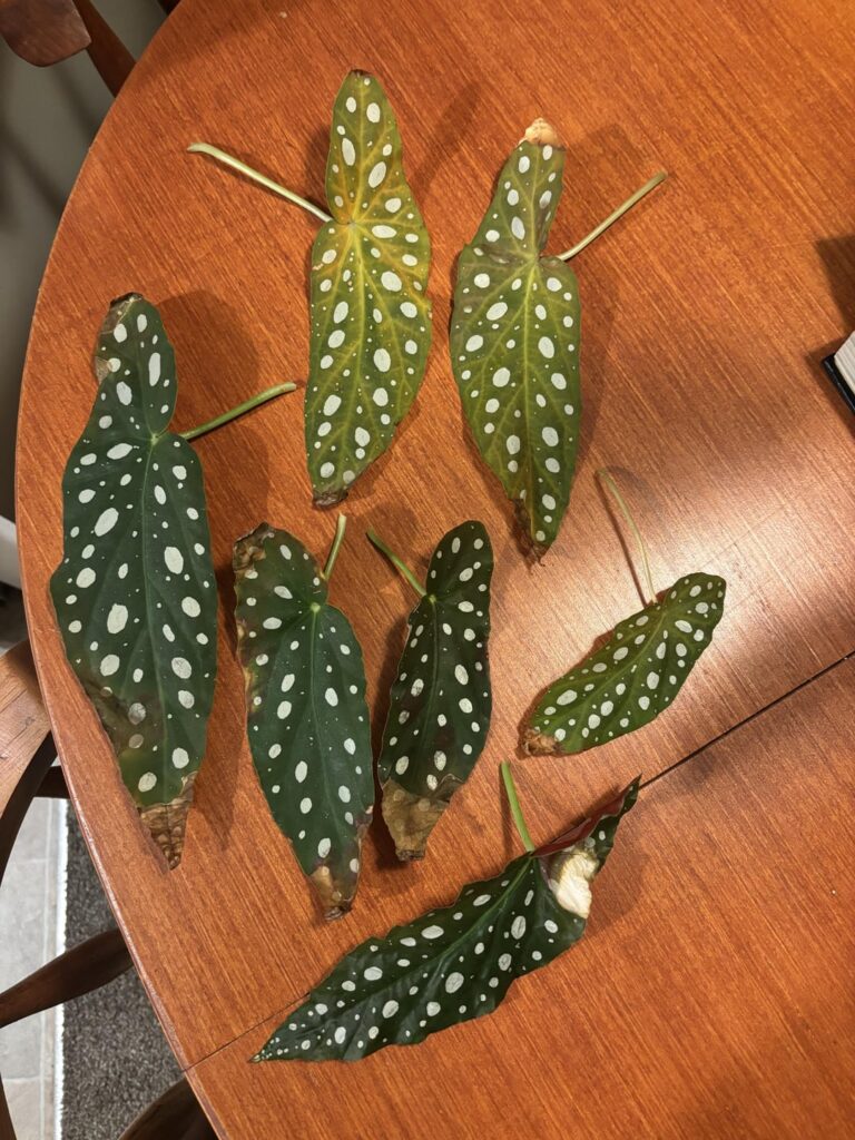 What’s Happening to my Maculata? What’s Happening to my Maculata?