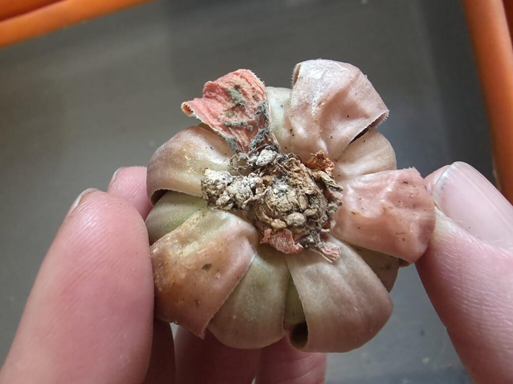 I need help I need help