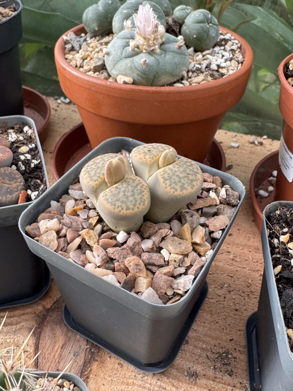 Will I get to see my flowers?