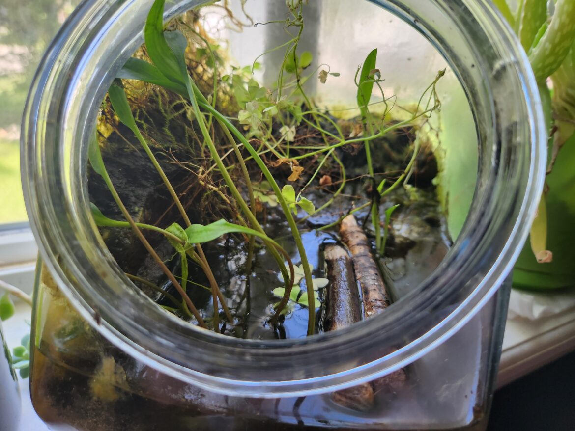 This paludarium has done quite well over the years.