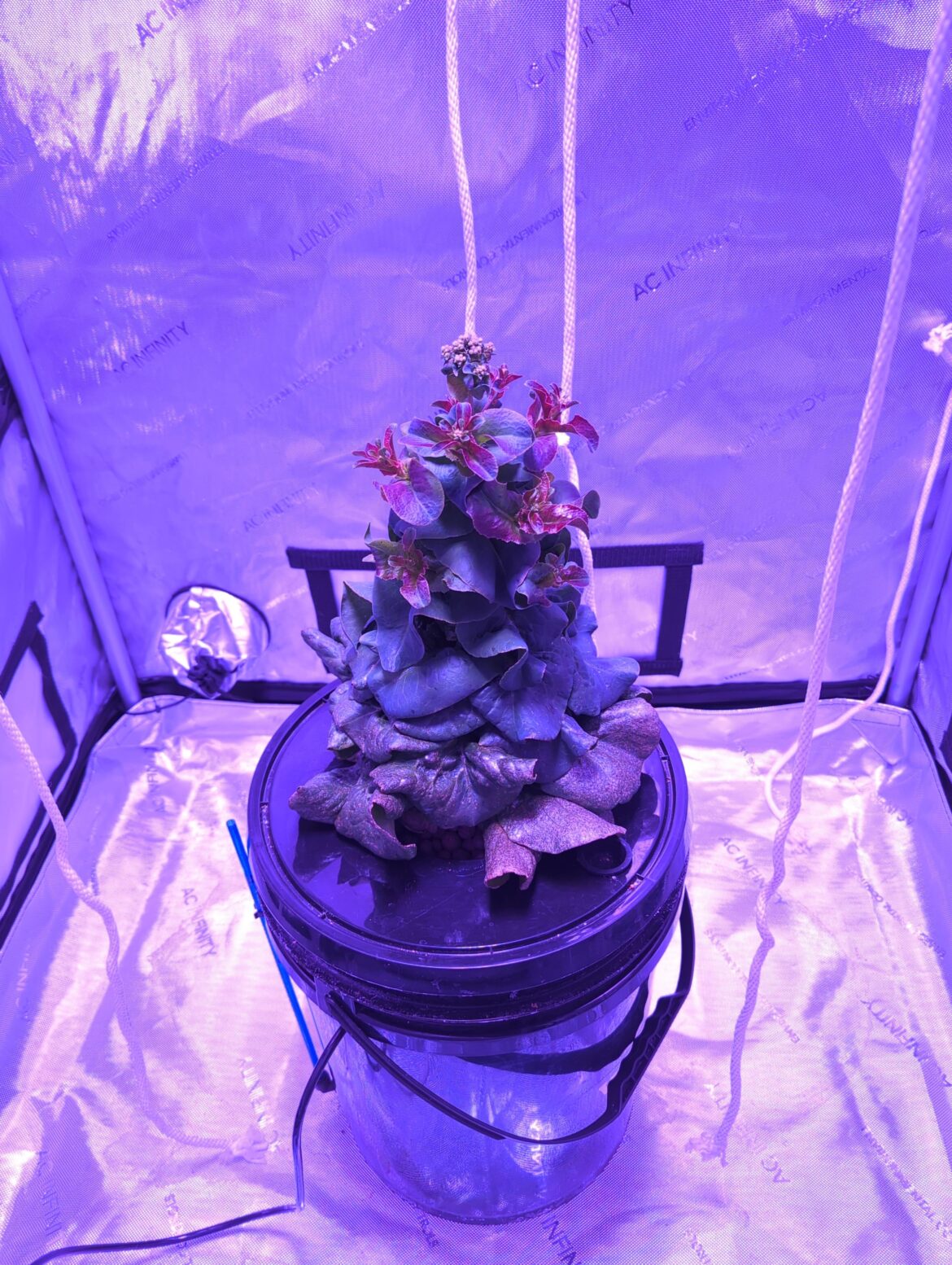 Flowering Lettuce