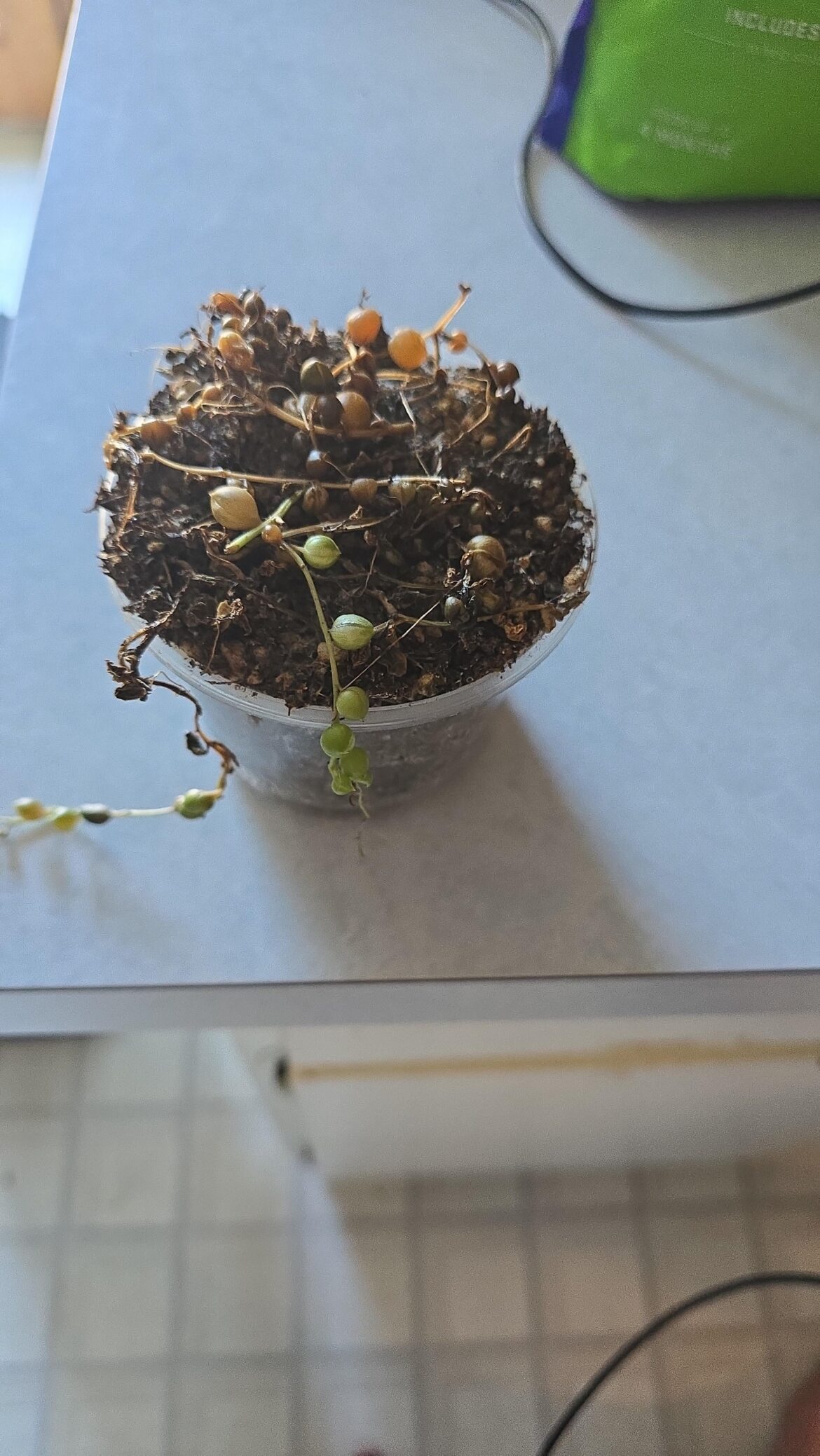 Suicidal String of Pearls Help? Suicidal String of Pearls Help?