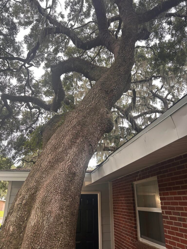 Huge tree that covers most of my friend’s house.