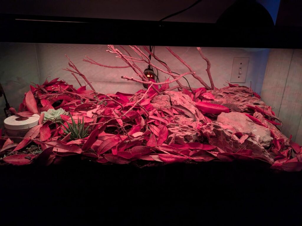 Rosy boa vivarium Rosy boa vivarium