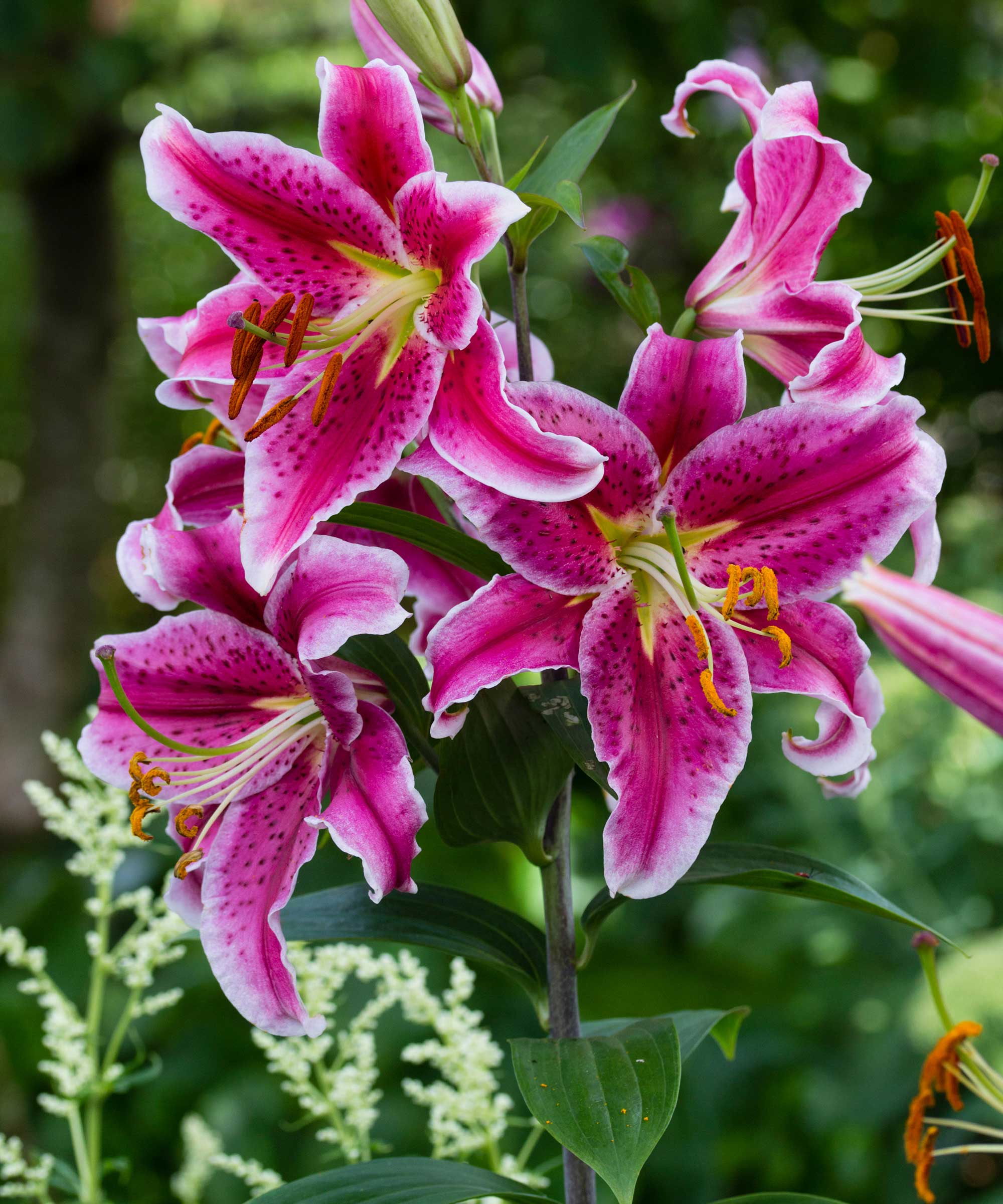 Oriental lily 'Stargazer' in bloom