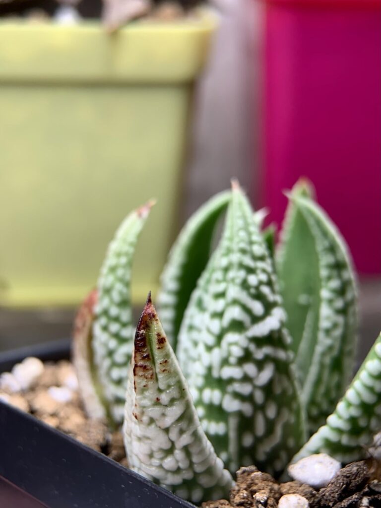 Haworthia Emperor
