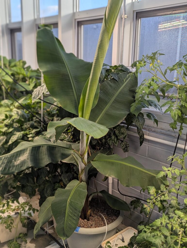 Banana