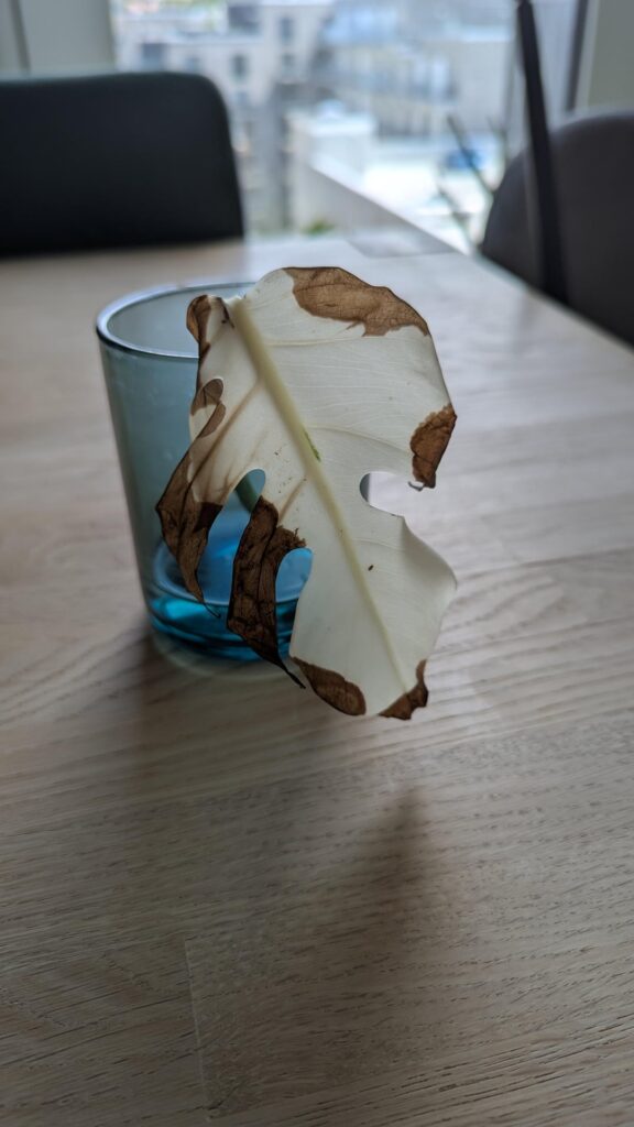 A dying Monstera cutting (please help) A dying Monstera cutting (please help)