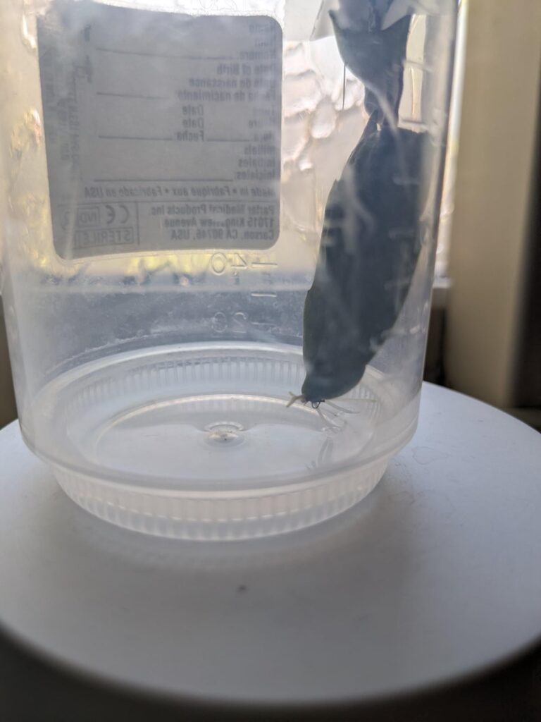 This is the most successful roots I’ve ever had propagating Thanksgiving Cactus! How much of the roots should I have until it’s ready for soil? This is the most successful roots I've ever had propagating Thanksgiving Cactus! How much of the roots should I have until it's ready for soil?