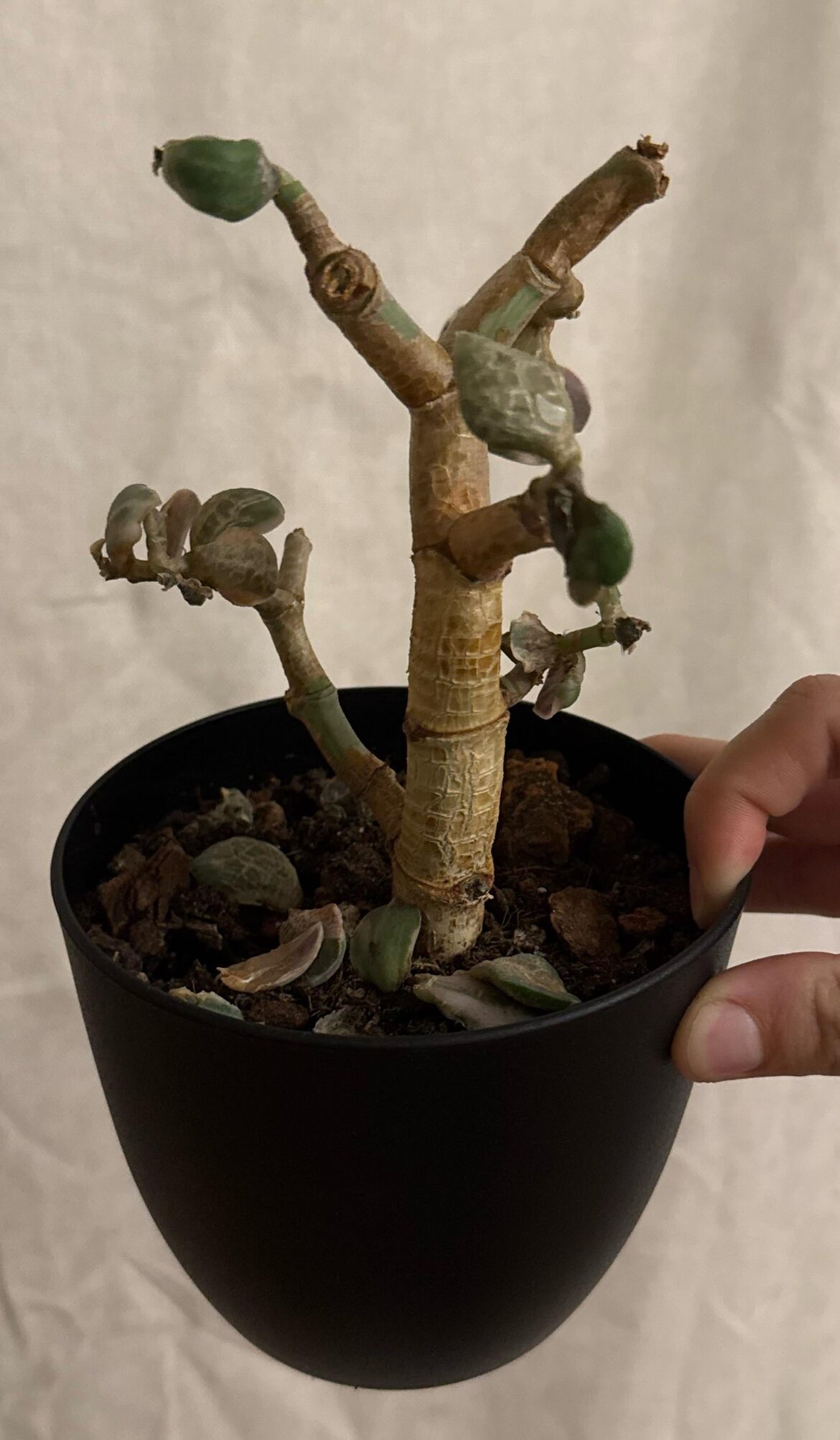 Please help. I tried to cut to propagate and somehow killed it. It was happier when I never looked at it. Please help. I tried to cut to propagate and somehow killed it. It was happier when I never looked at it.