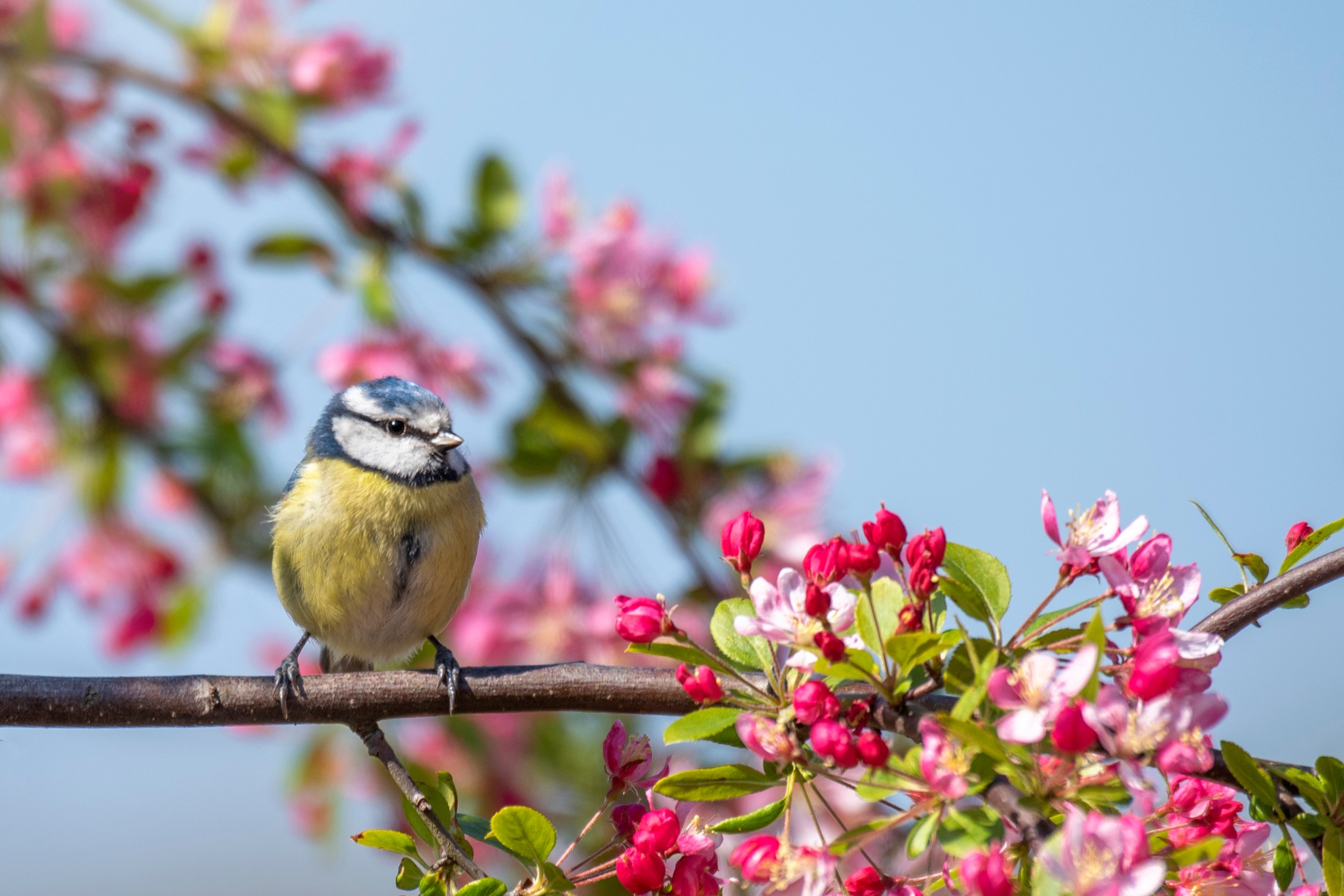 Blue tit perched on crab apple blossom branch.