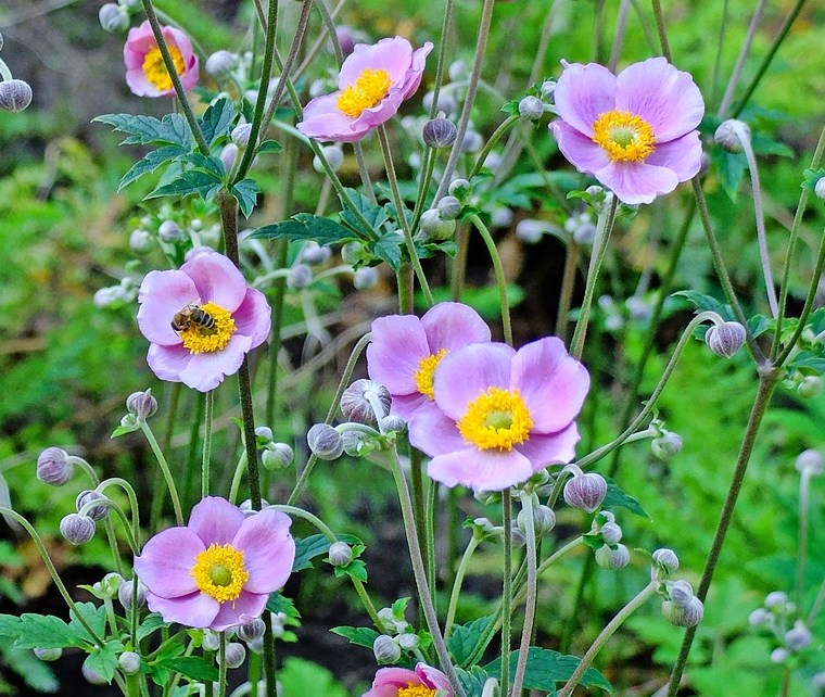 Pink autumn anemones.