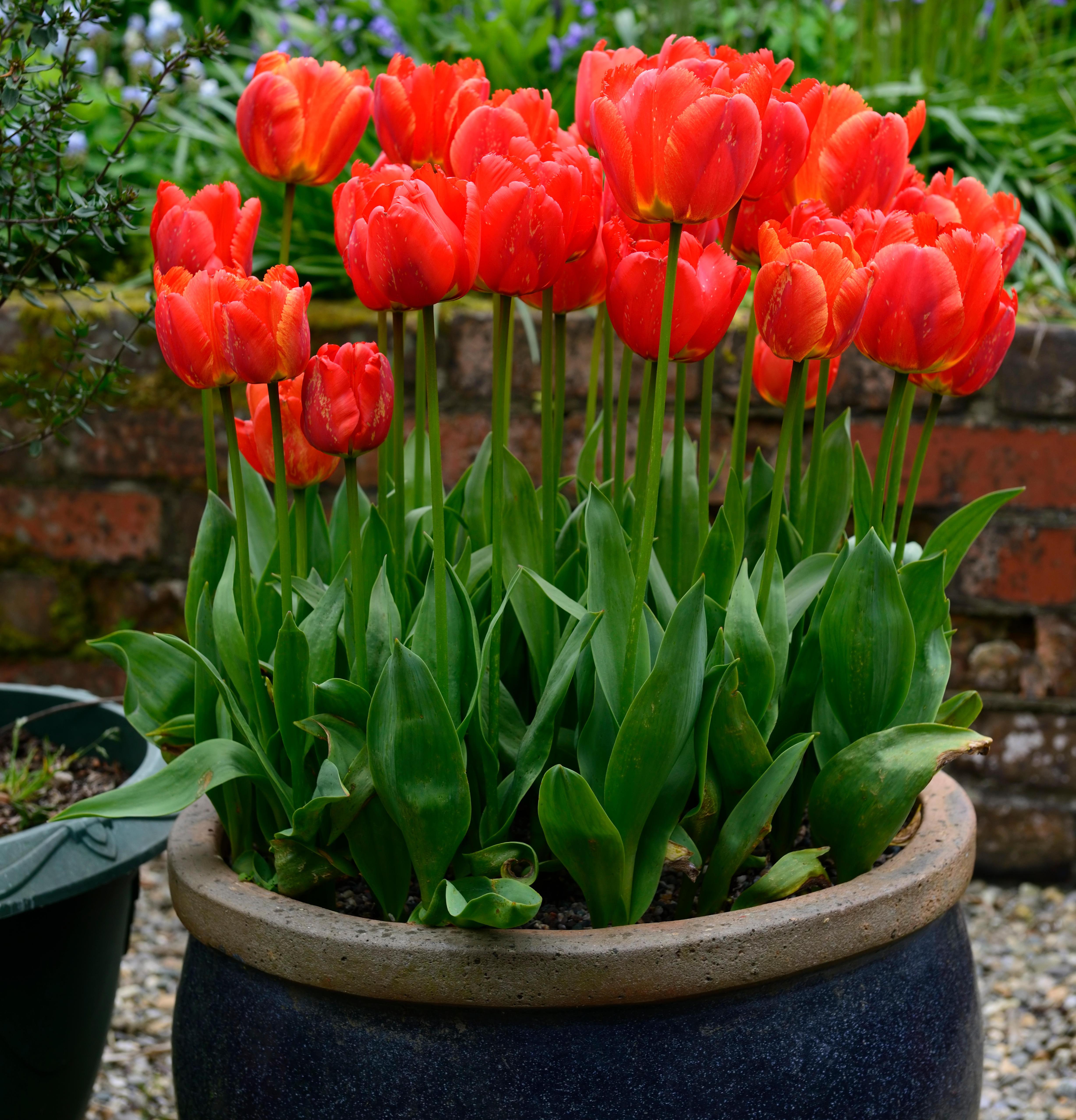 Red tulips in a dark pot.