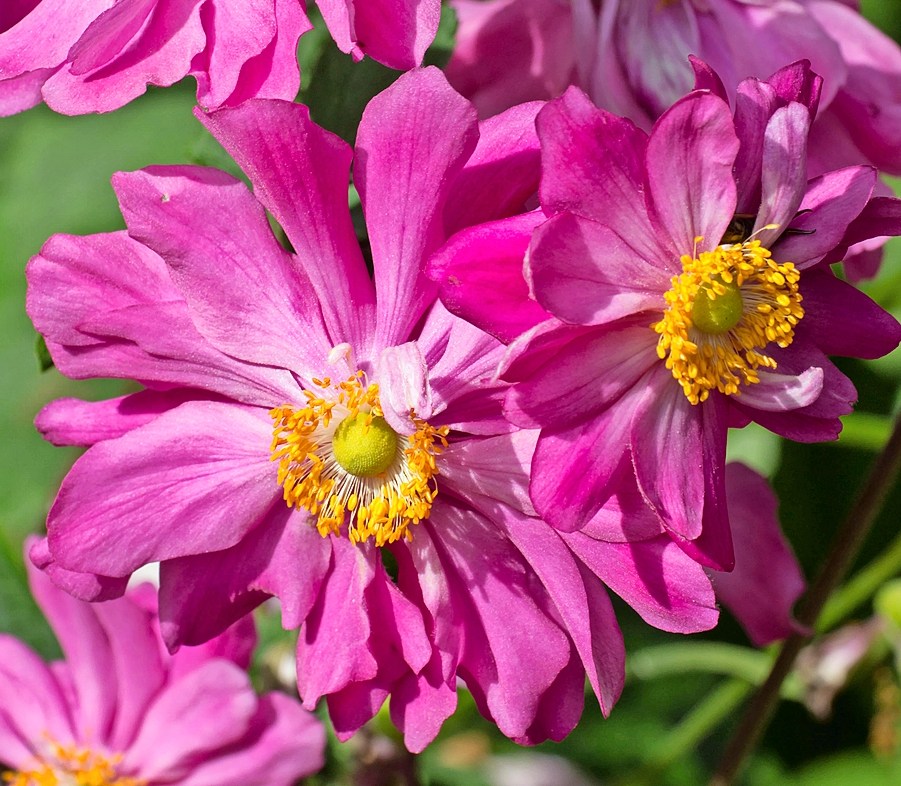 Pink Japanese anemone flowers.
