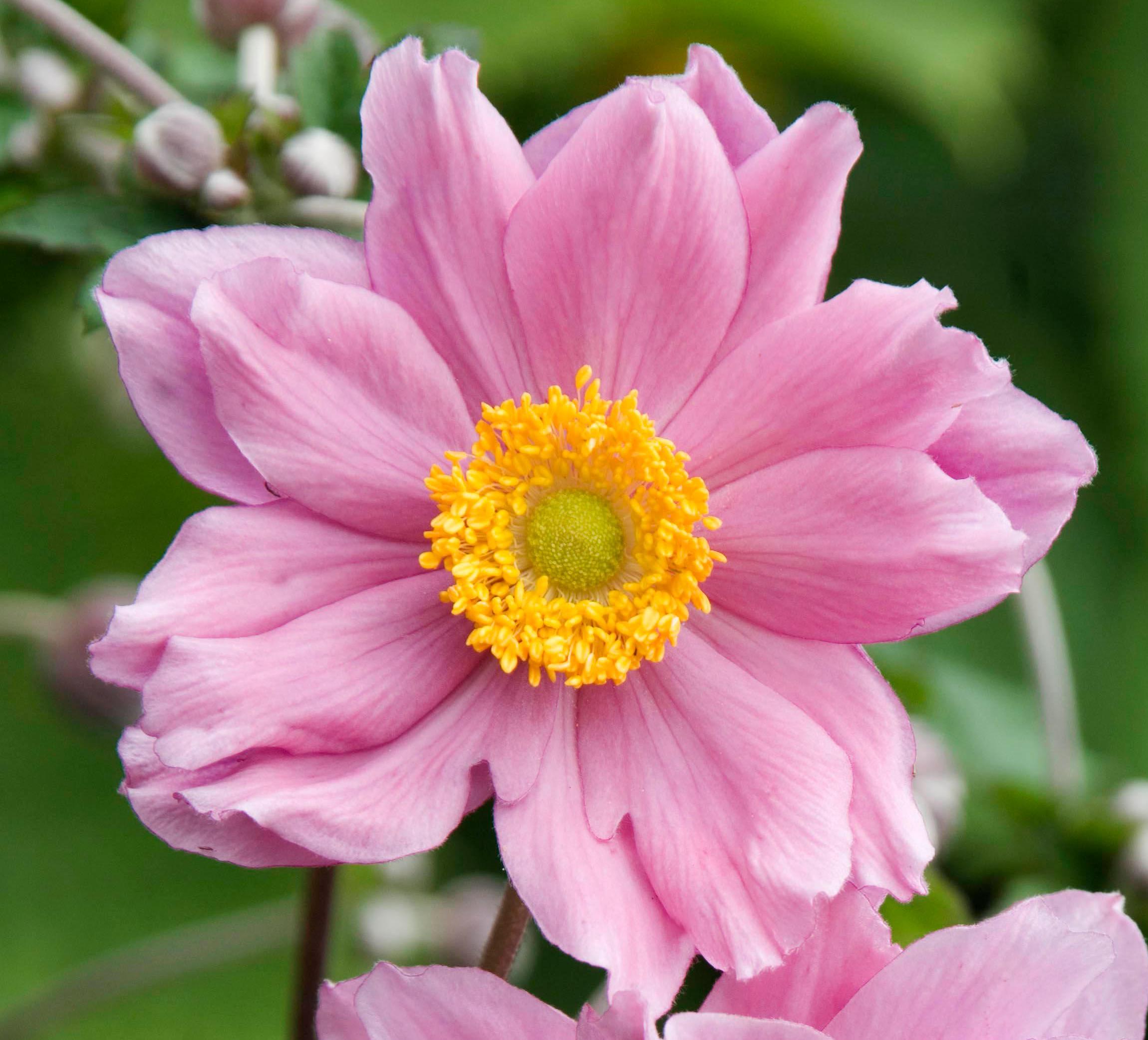 Two pink Anemone x hybrida 'Konigin Charlotte' flowers.
