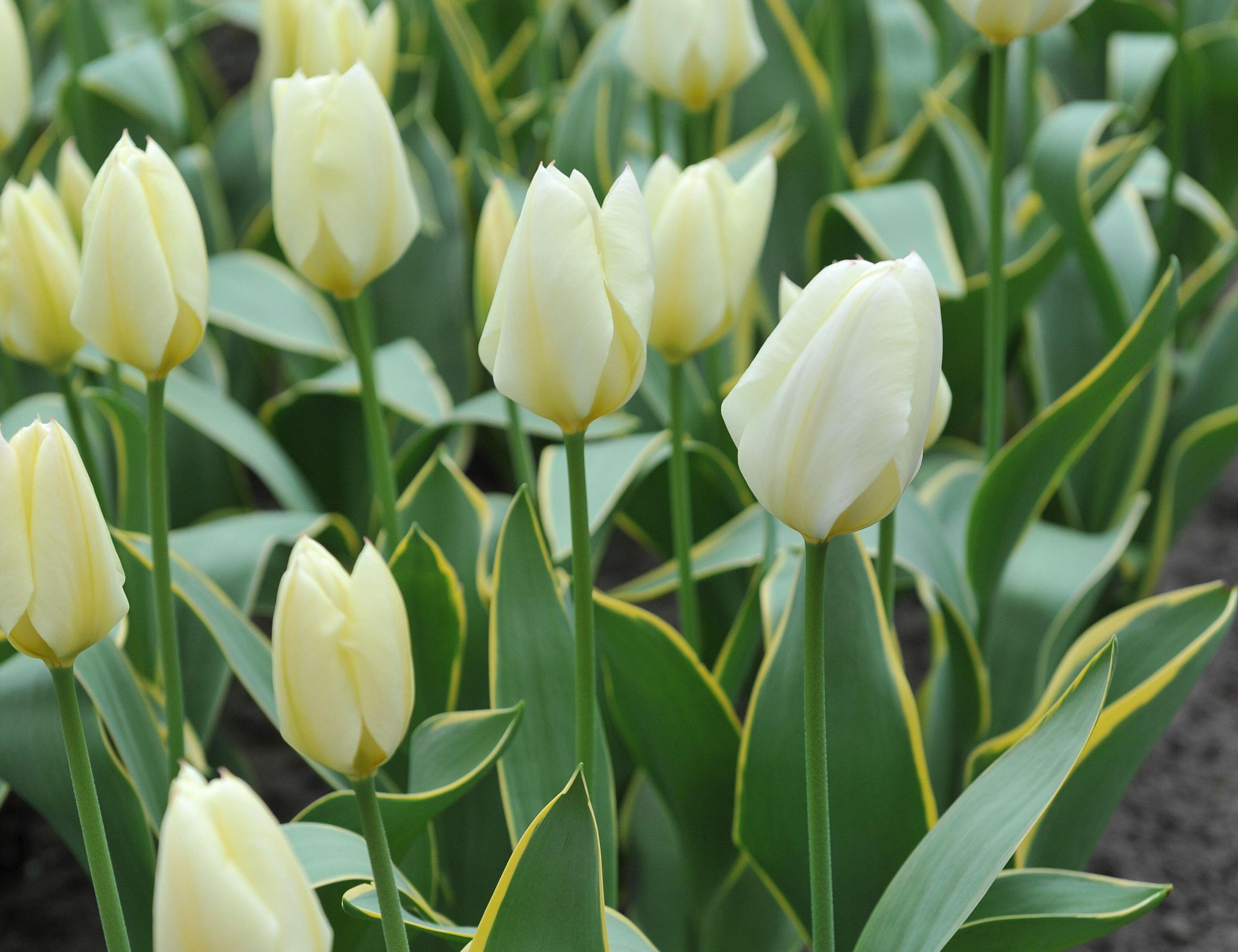 White and yellow tulips blooming in a garden.