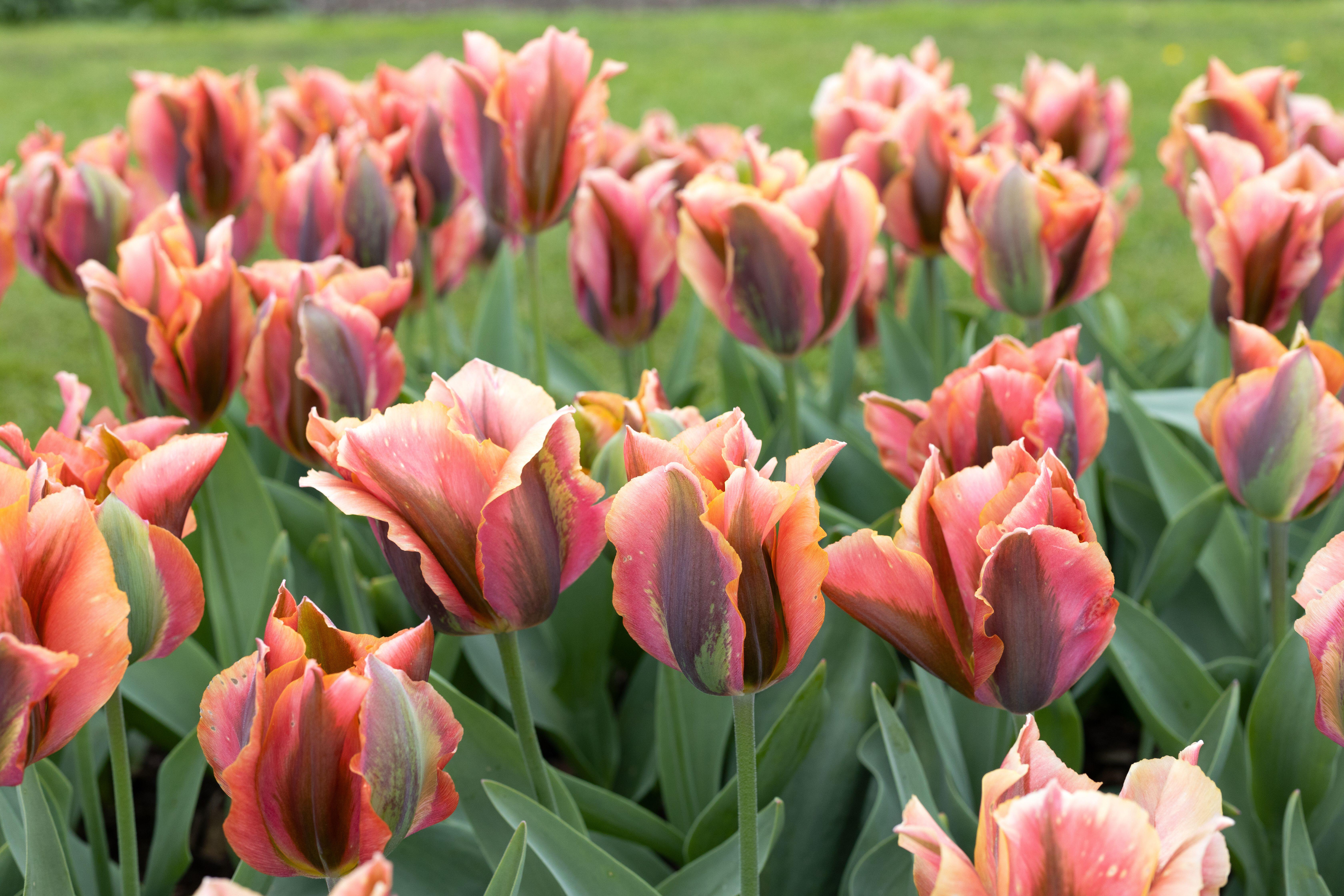 Tulipa 'Artist' tulips.