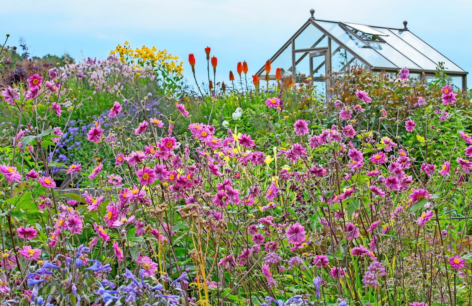 Flower garden with greenhouse in background.