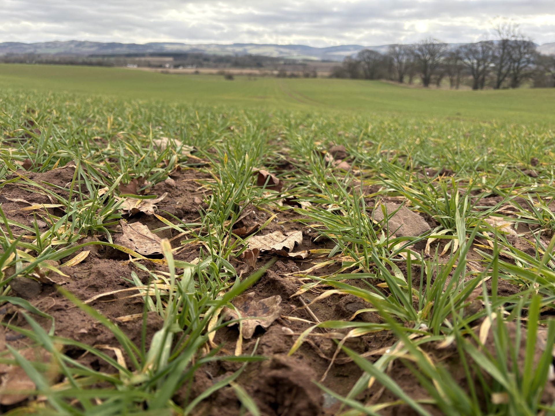 Close-up of young wheat plants growing in loamy soil.