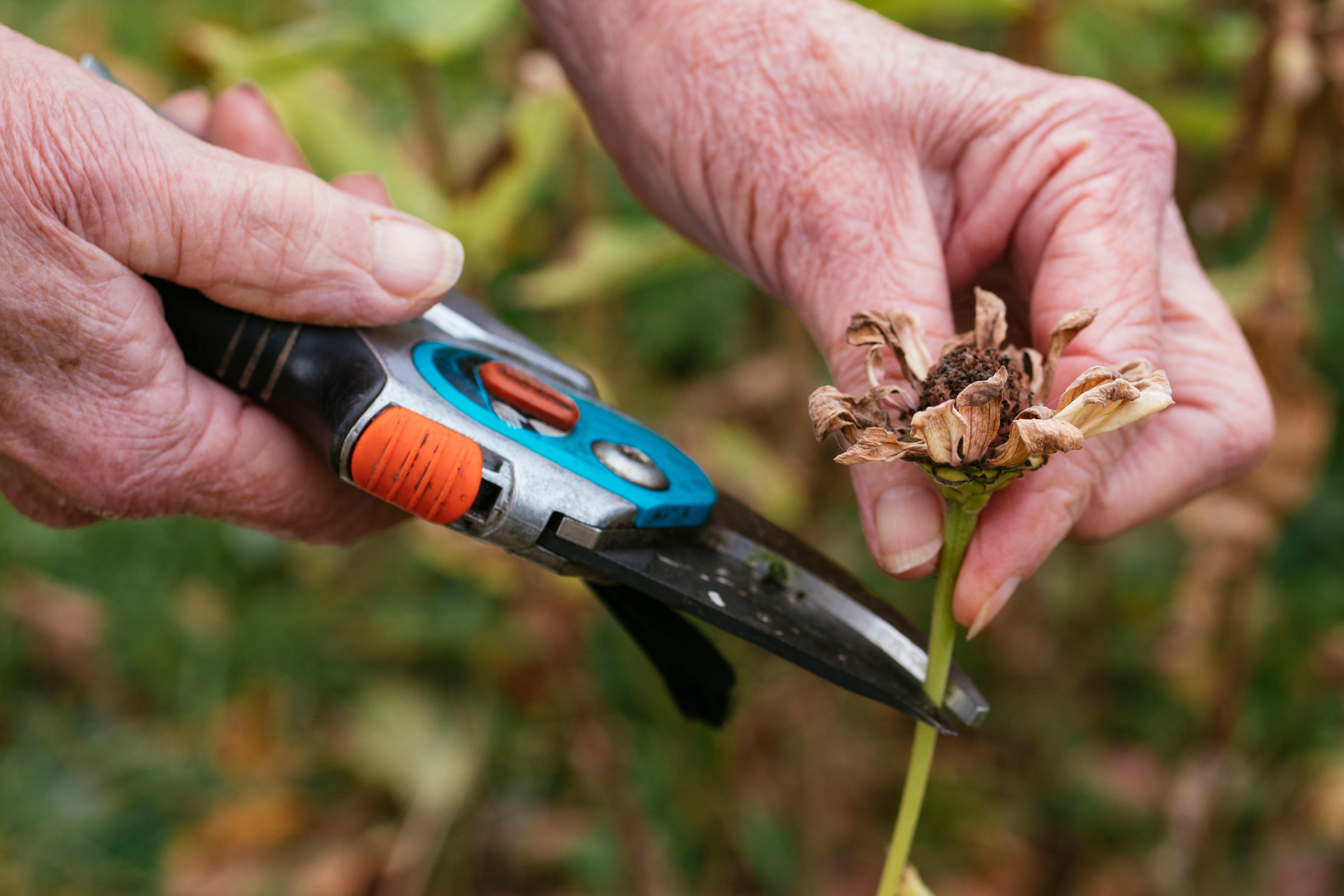 Gardener harvesting zinnia seeds.