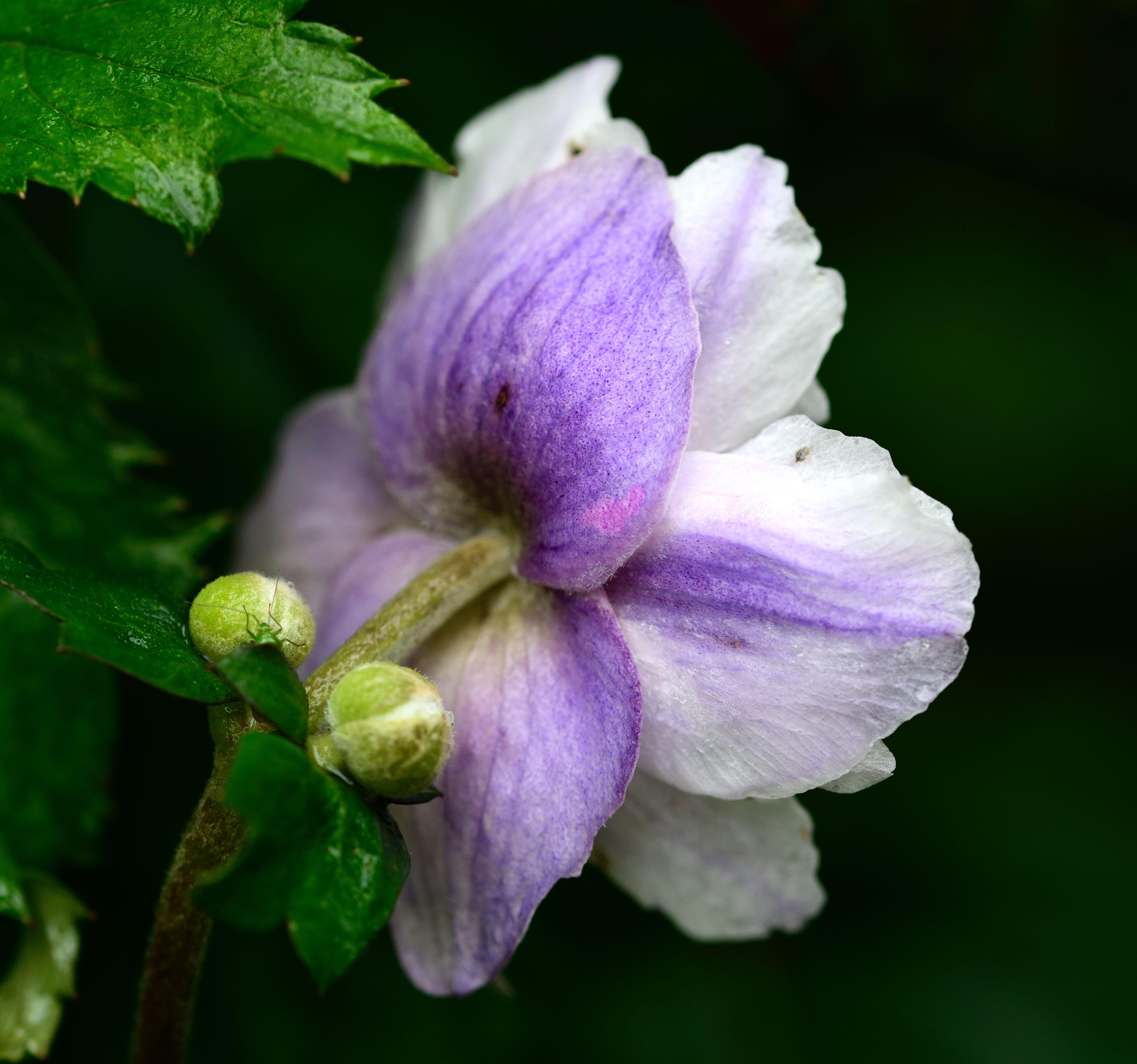 Close-up of a purple and white Japanese anemone flower.