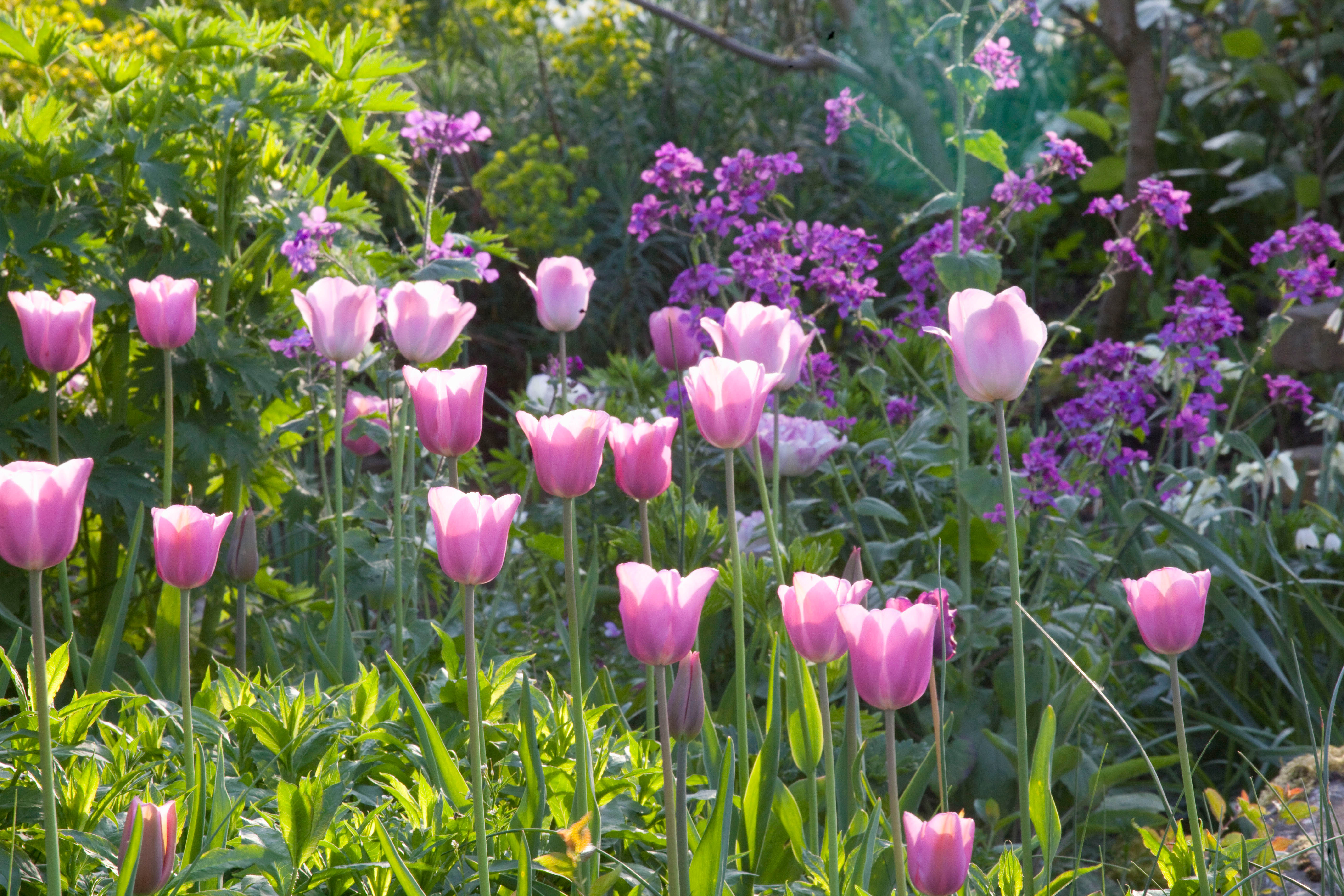 Pink tulips and purple flowers in a garden.