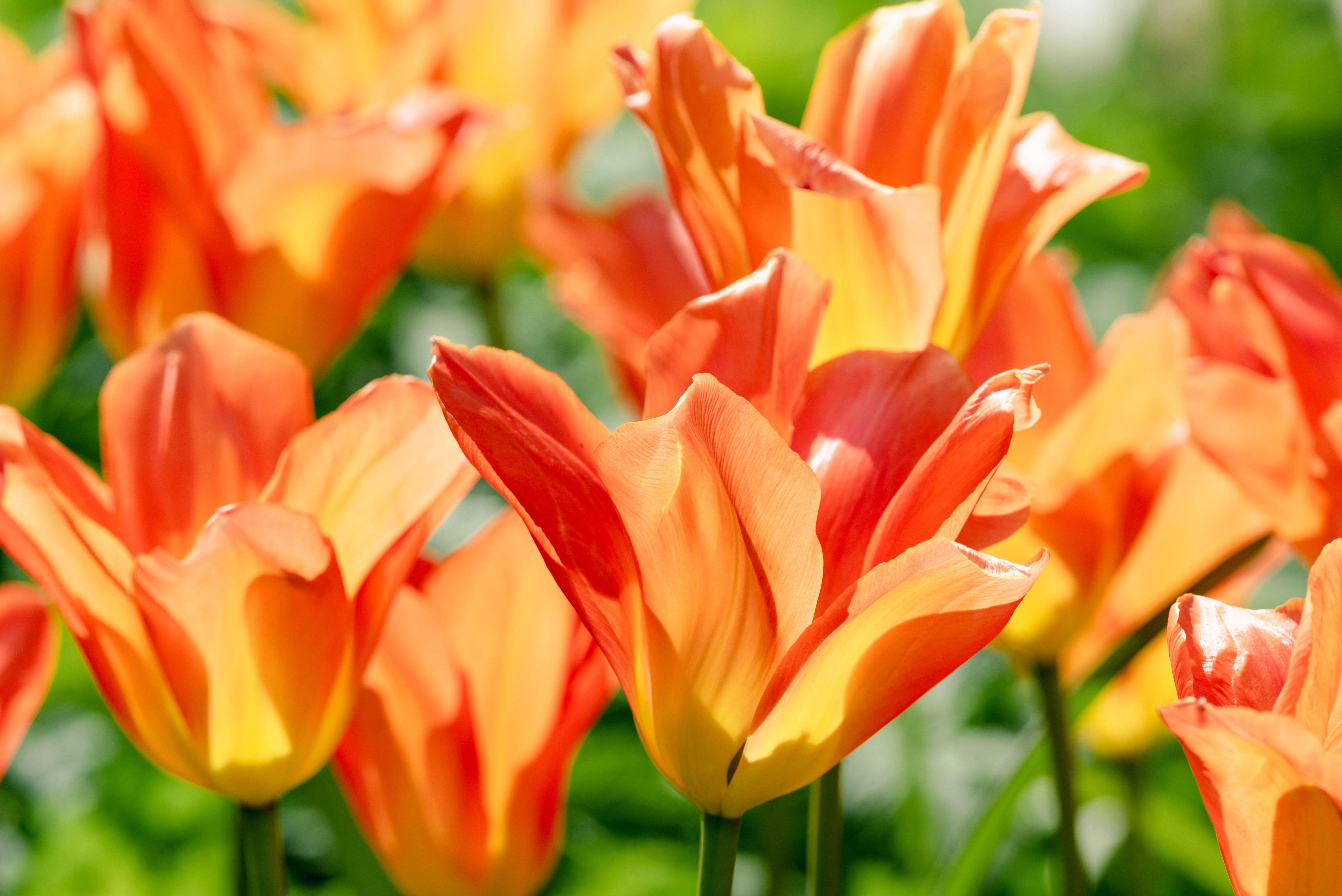 Orange Emperor tulips in a garden.