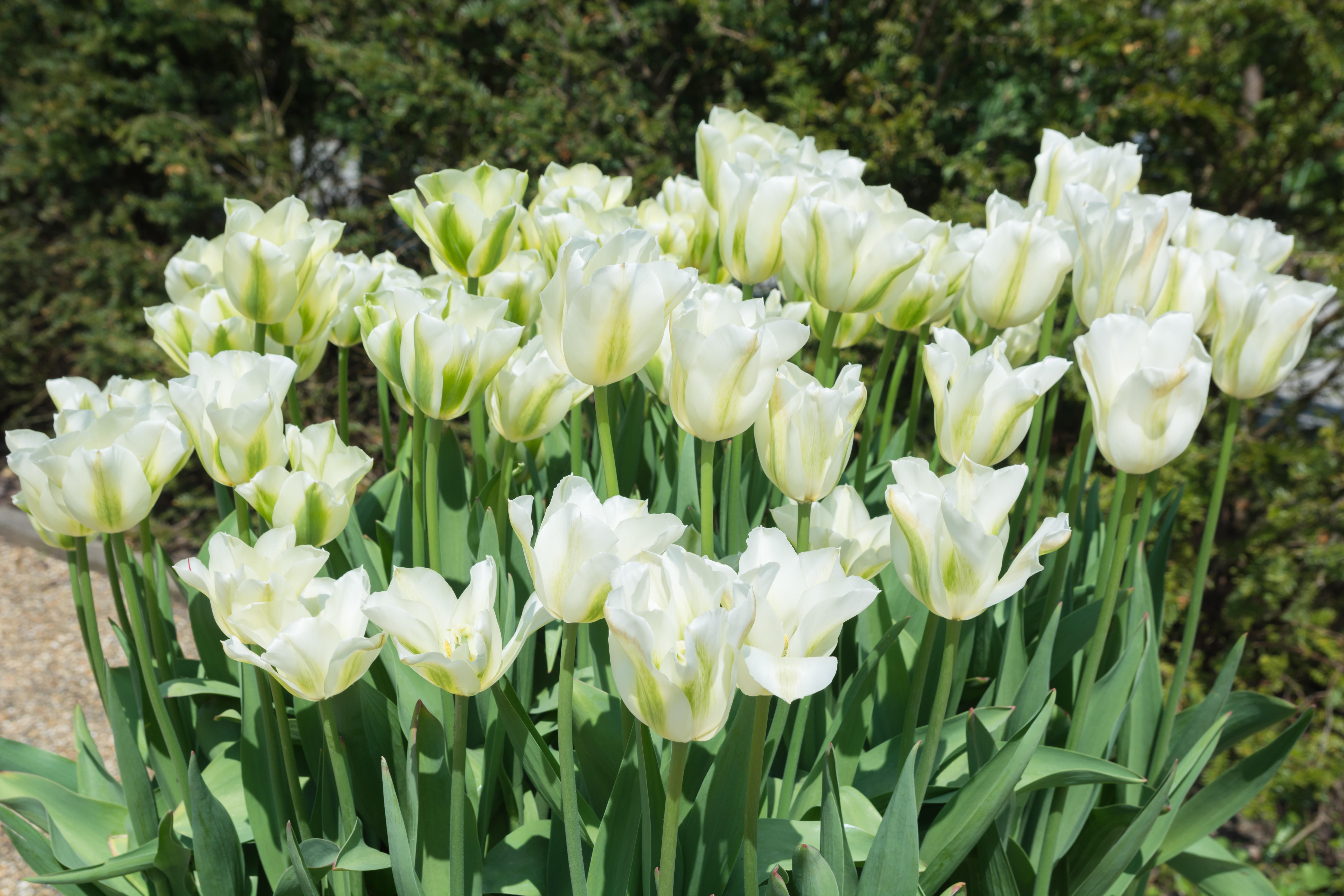 'Spring Green' tulips.