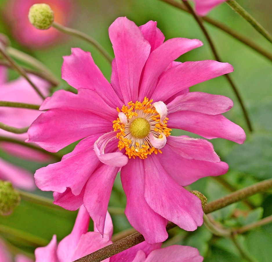 Pink Japanese anemone flowers.