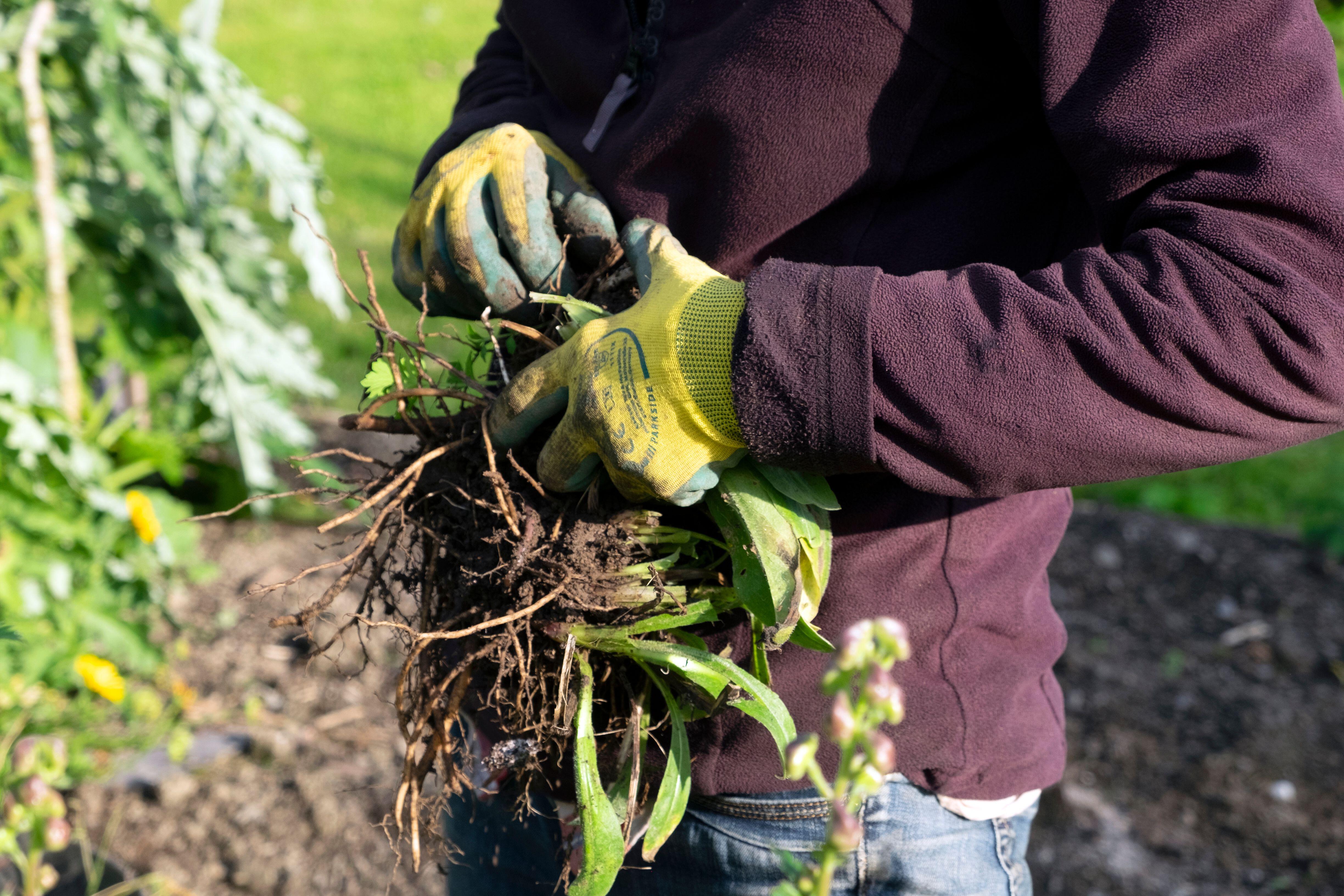 Gardener dividing plant roots.