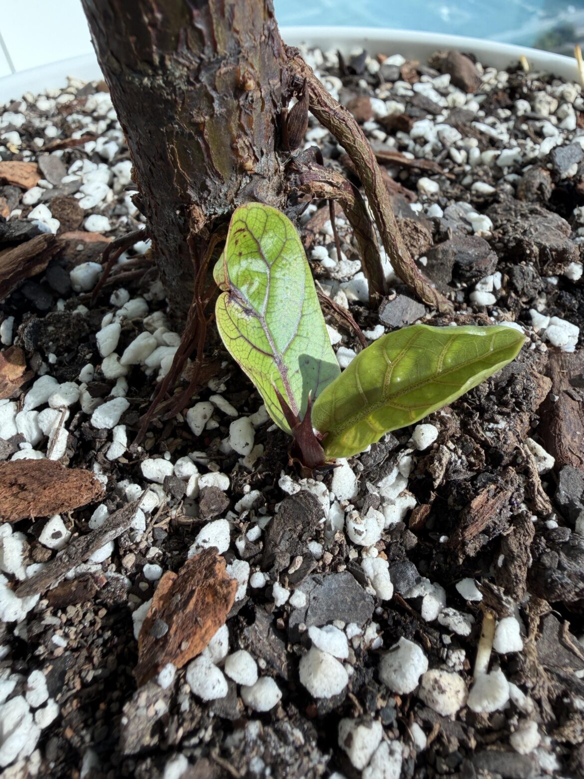 Did my fiddle leaf fig give birth?!