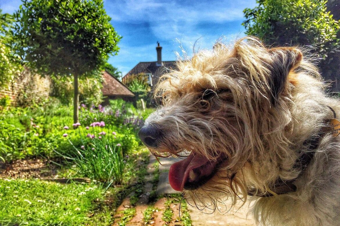 How to create a garden your dog will love