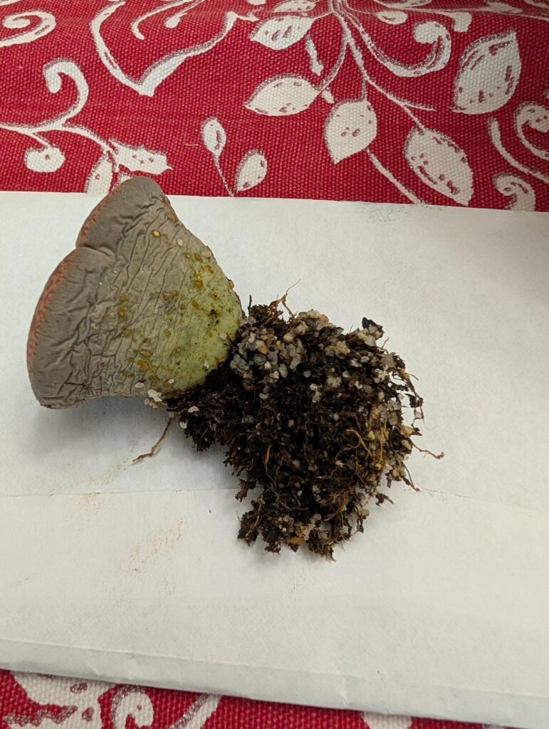 Lithop not thriving: update Lithop not thriving: update