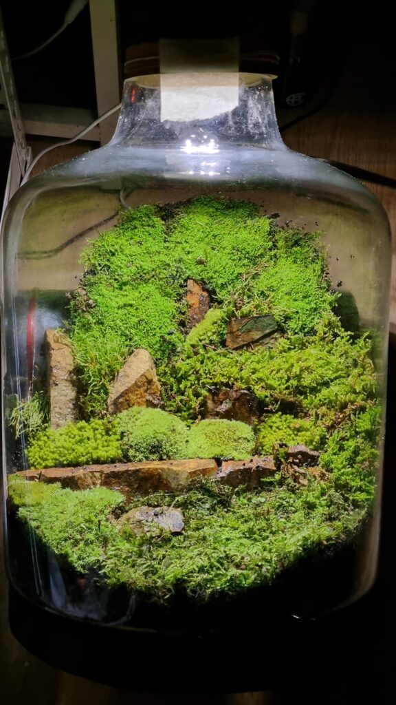 Terrarium no.3