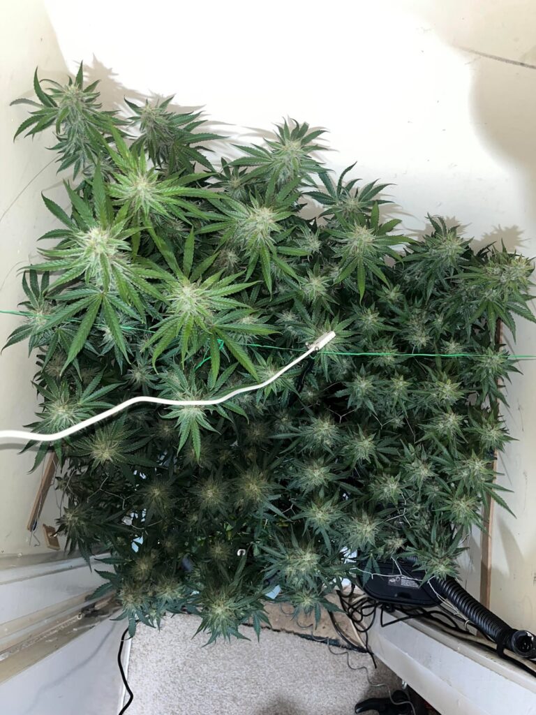 How’s they looking so far?