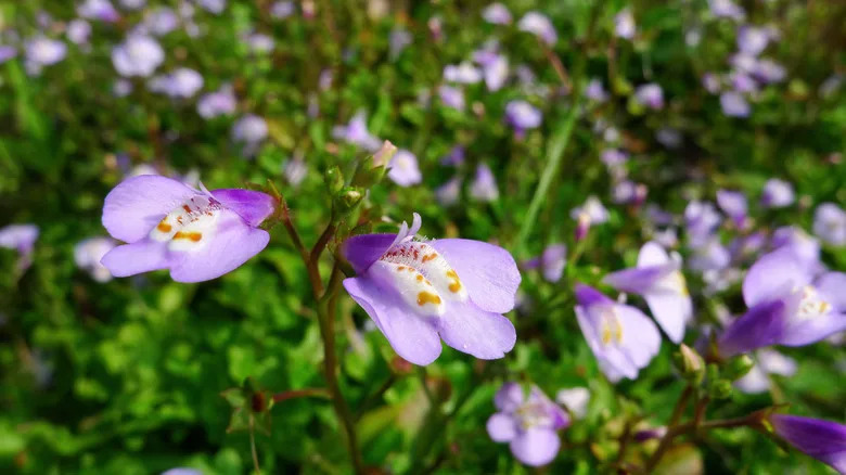 delicate patterns on the purple flowers of the creeping mazus plant