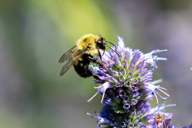 Bee on flower
