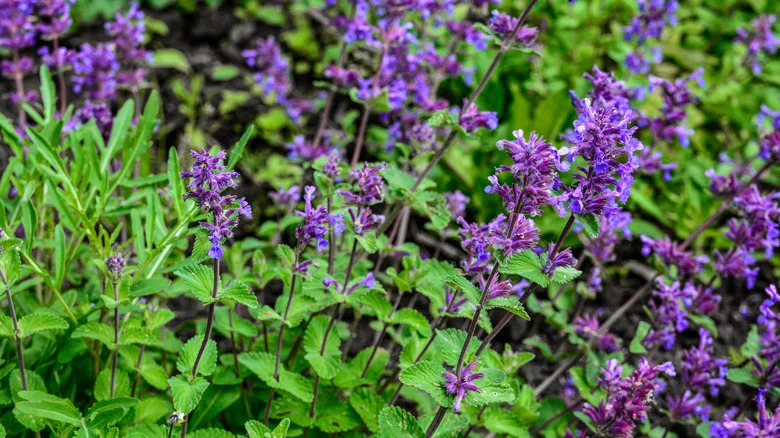 the tall spikes of purple blooms, offset against green leaves of the catmint 'Walkers Low'