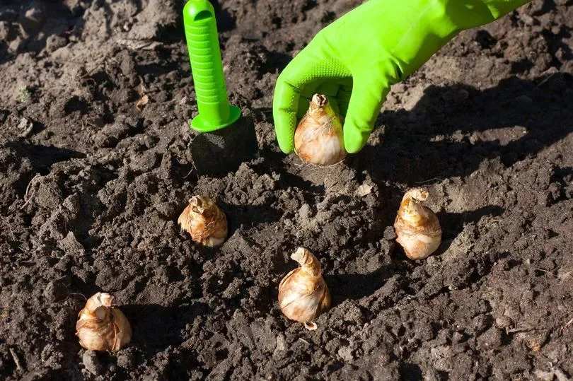Planting bulbs