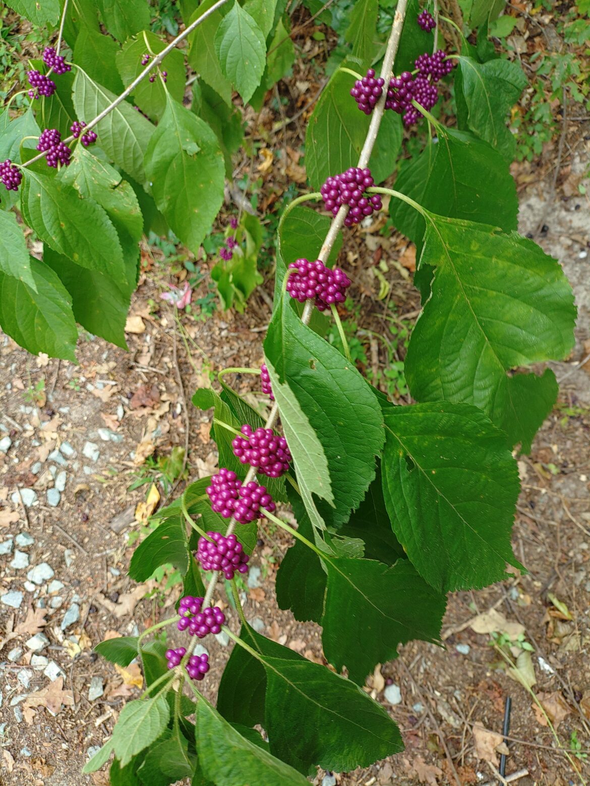 These are growing near my house, does anyone have any idea what they are?