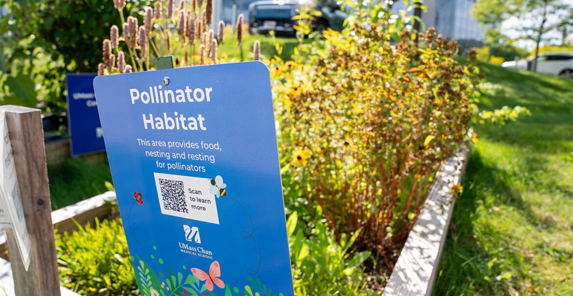 Pollinator gardens at UMass Chan promote native plant cultivation The sun-loving pollinator habitat garden along North Road on the UMass Chan campus