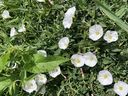 Bindweed is shown at a property on the north end of Sarnia. (John DeGroot photo)