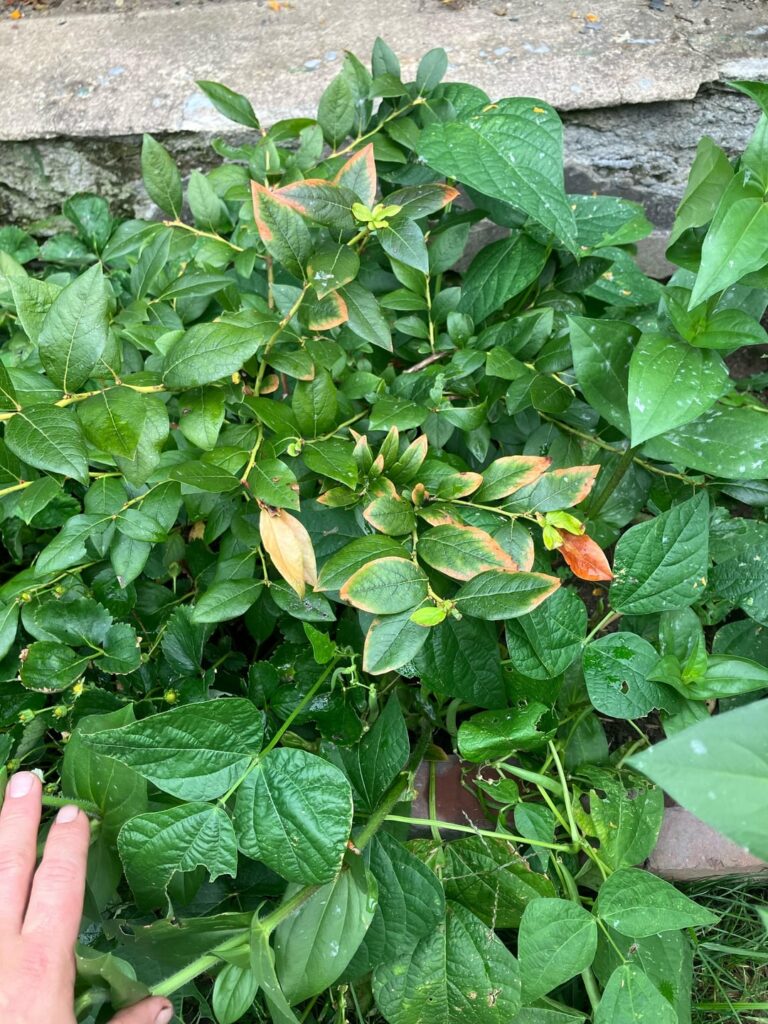 What’s wrong with my blueberries